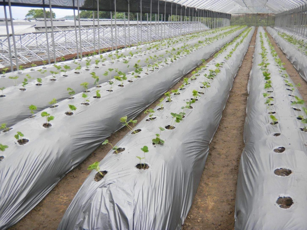 1.2m x 1000m x 25Micron Mulching Plastic